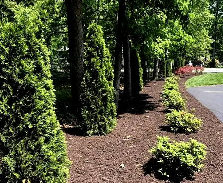 Lawn Renovation Lawn Renovation